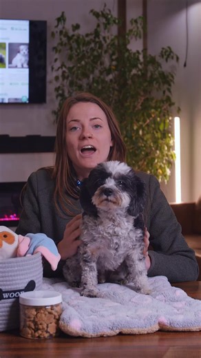 Discover the Adorable Cavachon: Adult Size and Traits