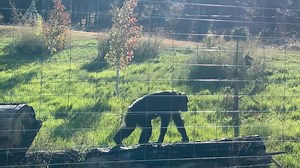 Sometimes patrolling is serious business, like when there are strangers on the property or unusual animal noises coming from the hillside above. But most are a more laid back affair, with the object being to enjoy some fresh air, climb as many structures as possible along the way, and, occasionally, grab the feet of the person ahead of you. https://chimpsnw.org/2023/09/perimeter-patrol-parkour/ | Chimpanzee Sanctuary Northwest