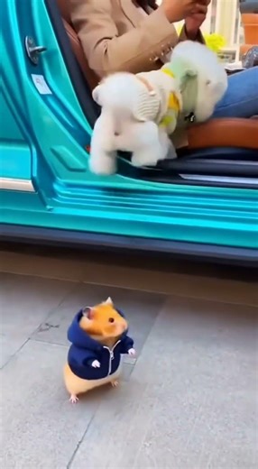 amazing cute dog video #amazing #cute #pets