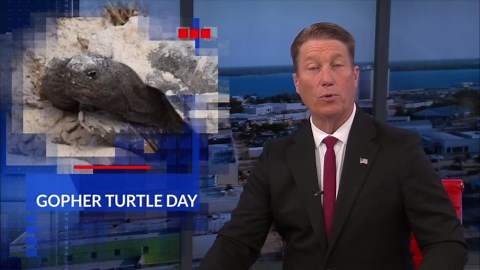 Gopher Tortoise Day: Celebrating Florida's only native tortoise