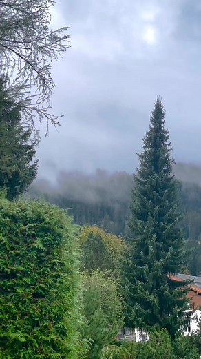 Scenic Mountain Landscape with Serene Forest Views