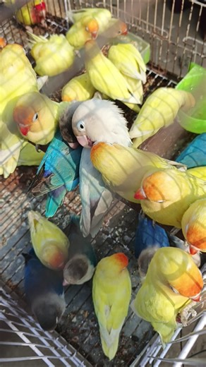 #nest #diy #funny #cute #shorts #youtubeshorts #love #trending #jahanzaibpets 😍😘