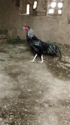 Majestic Java Rooster #roosterfarm #aseelmurga #birds