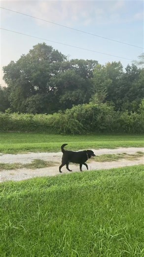 Speed walker alert 🚨