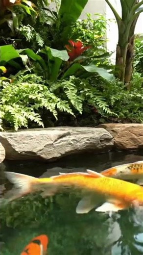 Indoor Koi Pond Ideas | Natural Beauty Inside the Home