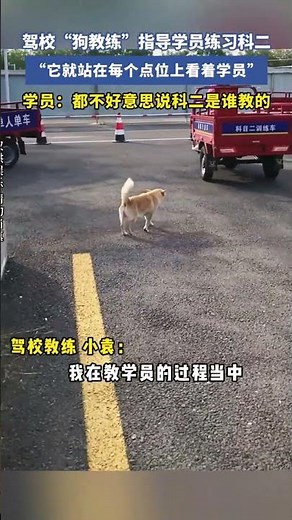 駕校「狗教練」指導學員練習科二，它就站在每個點位上看著學員，學員：都不好意思說科二是誰教的 #搞笑 #共鳴 #大熱門