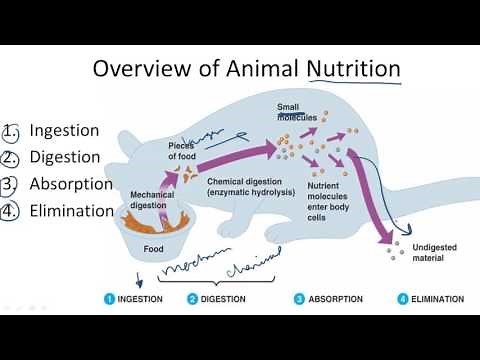 Overview of Animal Nutrition