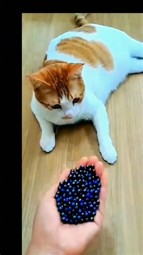 Can You Spot the Hidden Magic Cat? 🐱✨ Only 1% Pass This Challenge! #cat #usa #kitten #pets #cats