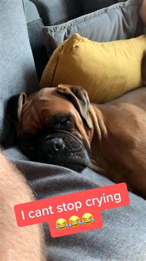 Daniel Nicholls on TikTok