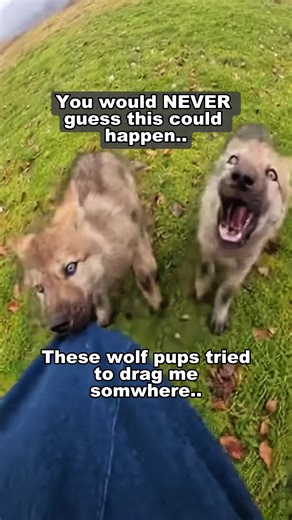 Unbelievable ending.. #heartwarming #wholesome #wolf #wolfrescue
