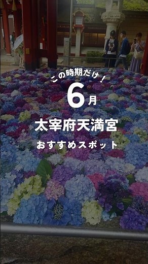 この時期限定！太宰府天満宮のおすすめスポット #太宰府#太宰府天満宮 #福岡観光 #天神さま #菅原道真
