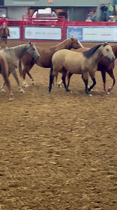6666 Ranch 3-year-olds | Western Horseman