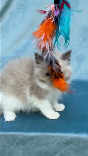 Adopt Niko: The Cuddly Blue Bicolor Ragdoll Kitten 💙 Purrfect Family Friend! #Ragdoll