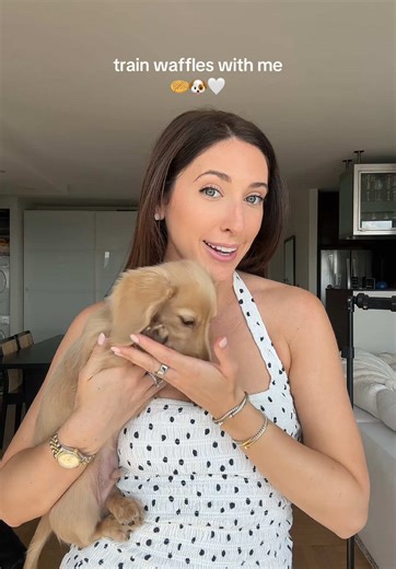 Puppy Training Tips for Mini Dachshunds