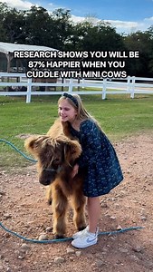 4.9K views · 1.9K reactions |  Cuddle THREE Adorable Mini Cows Next...