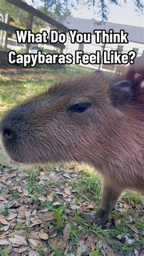 Have you ever felt a capybara? If you have, you were probably surprised by how coarse their hair feels! I’d compare it to petting a broom. Native to warm climates, having a coarse coat that isn’t densely packed can help them dry faster on land! #capybara #learnsomething #learnsomethingnew #funfacts #animalfacts #animals #wildlife | Dark Wings Wildlife & Education
