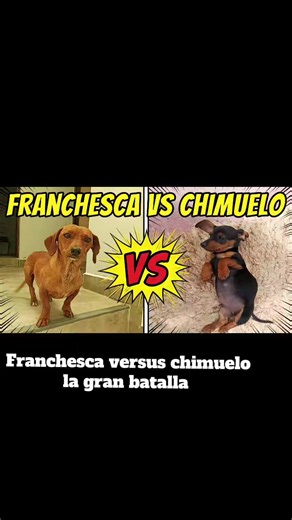 La gran batalla de Franchesca y Chimuelo: resumen divertido