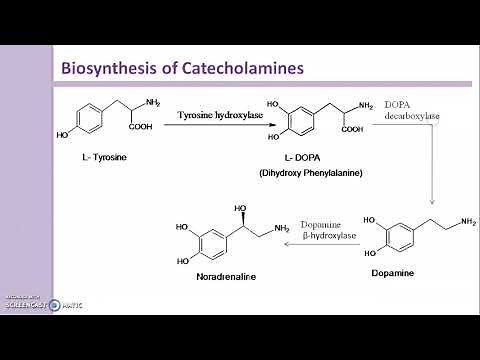 Biosynthesis of Catecholamines