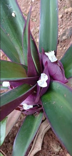 Flores-de-Abacaxi-Roxo/(Tradescantia spathacea)