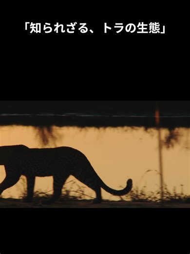 知られざるトラの生態 #トラ #虎 #動物 #うんちく #雑学 #豆知識