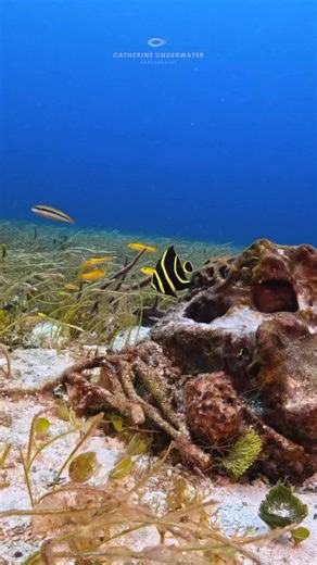 109K views · 4.1K reactions | Not one, but two little juvenile French angelfish in one spot! Villa Blanca Reef #frenchangelfish #juvenilefish #pesca #buceo #cozumel #islacozumel #scubalife #scuba #gopro #aoi #sanddollarsports #underwaterworld #underthesea @topfans | Catherine Anne Underwater Photography | Facebook