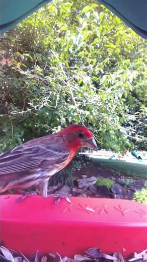 Spot the Purple Finch: A Bird Feeder Close-Up!