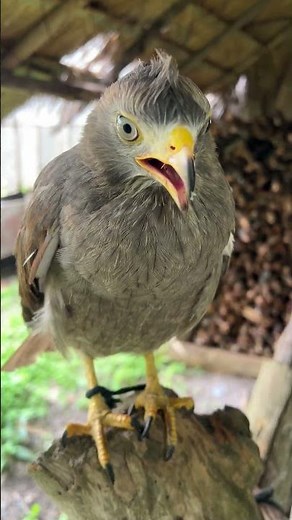 hawk sounds to scare birds😱🦅#shorts #birds #hawk #nature #birdsounds #animals #falcon #wildlife