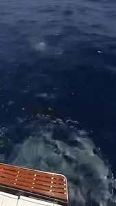 Grandi emozioni qui a Mindelo a Capoverde. Una pesca davvero emozionante che spesso può regalare alti e bassi. È una pesca assolutamente imprevedibile e i pesci ti sorprendono sempre. Oggi questo Marlin è arrivato prima sui teaser e poi come un treno ha attaccato un lures a destra a 50 metri con incredibile aggressività. Scena pazzesca con un bel combattimento a seguire 💪 | Walter Ferraro