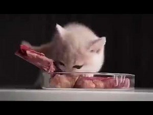 Kitten eating a steak but with Monsoon's theme