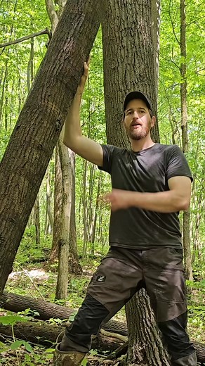 1.4K views · 39 reactions | How to move around heavy logs by hand 蝹#foryoupage #foryou #bushcraft #survival #Outdoors #survivaltips #selfreliance #offgrid #homesteading | Leona Kristi | Facebook