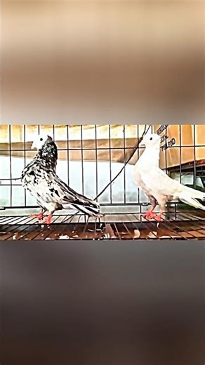 🕊️ Imperial Fancy Pigeons#pigeon #shorts
