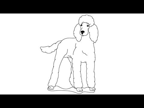 How to draw a Poodle - Easy step-by-step drawing lessons for kids
