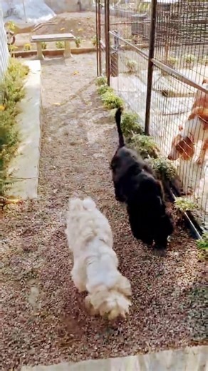 Watch benjy the English Cocker spaniel with his New pet friends ♥️🐕