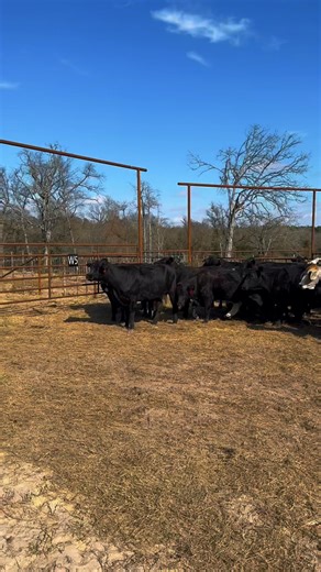 30 solid mouth and older cows that have been confirmed bred via ultrasound. They’re completely worked and ready to roll! If you’re needing larger numbers, we can put a pot load together for you. Price: $2,650/each for 10 or more! Anything less than 10, add $100/head. FREE 10 miles of shipping per cow purchased! 📞 Call or text Bubba: 903-388-4472 Para español, llame a Ricky al (903) 644-6862! Vaccinations/deworming includes: 6 5 virus shield, Calvary nine, MultiMin, Safeguard drench wormer, Iver