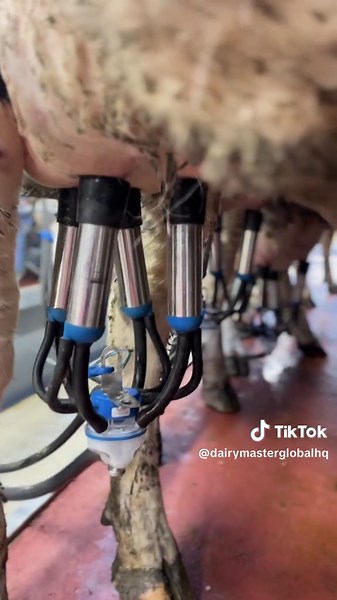 Quality Milk Production Journey: From Pasture to Tank