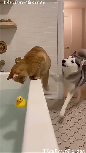 The husky pushed the cat into the bath — HILARIOUS Dog Vs Cat Rubber Duck Fail!