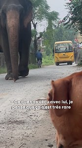 Ce qu’ils ont vécu est extraordinaire 🤯 Clara et Tao viennent nous raconter leurs voyages aux quatre coins du monde dans Stories 👉 Rdv sur la chaîne YouTube Esprit Dog | Esprit Dog - Tony Silvestre