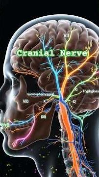 🧠 12 Cranial Nerves in a Minutes #biologytricks #cranialanatomy #grossanatomy #cranialultrasound
