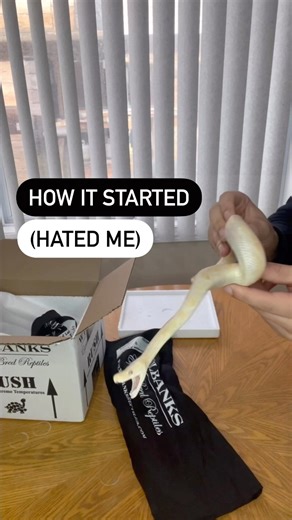 How It Started Vs How Its Going With My Crazy Ball Python🔥