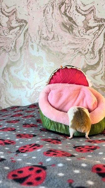 Captivating Hamster Moments That Will Make You Smile