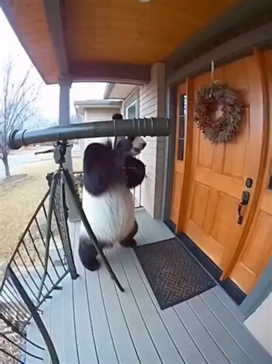 AI Transforms Panda Pranks into Hilarious Video Chaos