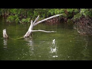 SPRO Flapping Frog with Michael Neal