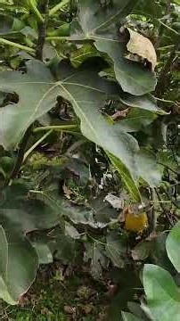 Growing Figs S1 26 Feb 2026 #growingfruit #figs