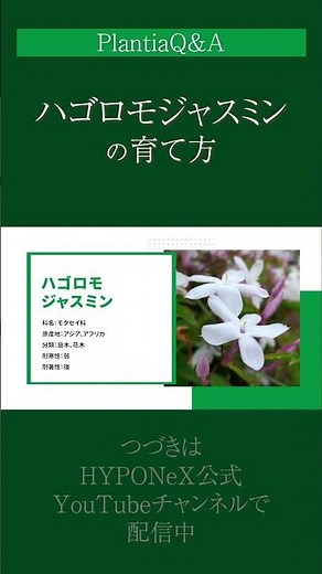 ☘244: [Q&A] How to Grow Hagoromo Jasmine | How to Care for It to Bloom Healthily Every Year? Also...