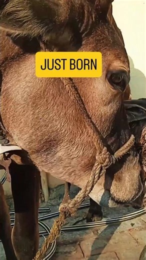 Day 1: A New Guest Arrives at Our Home! (Newborn Bull)