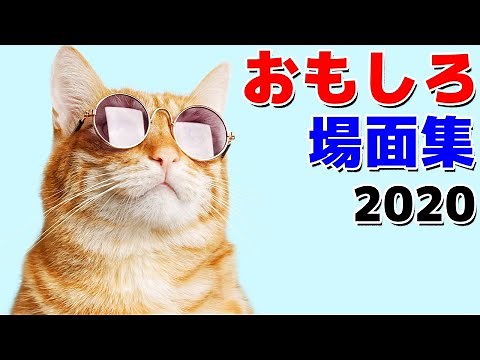 おかしな場面集 2020 ～おもしろ名場面集～