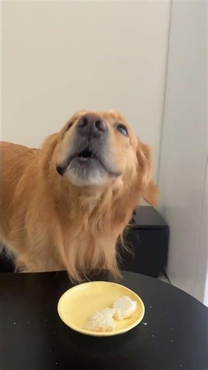 Haha! Golden Retriever's Hilarious Thoughts in a Video! 😂 Dog Laughter Comedy