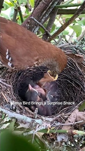 Mama Bird Brings a Surprise Snack