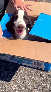 1 - Bloom, 2 1/2 months old, comes home! #springer #springerspaniel #dog #puppy
