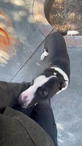 14 reactions · 21 shares | MIAMI UNDER A YEAR OLD-FRIENDLY BOY...